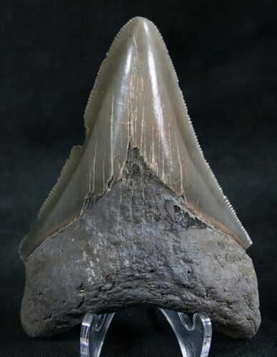 Megalodon Tooth - Great Serrations #7829